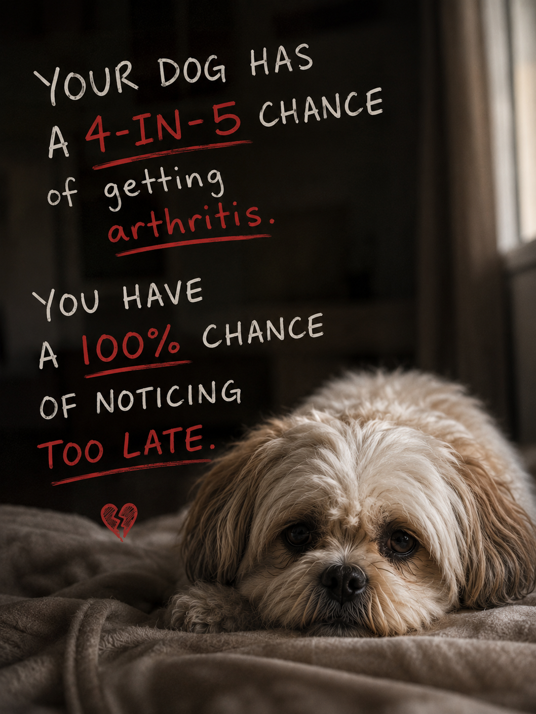 80% of Senior Dogs Have Arthritis. Most Owners Never Realize It.