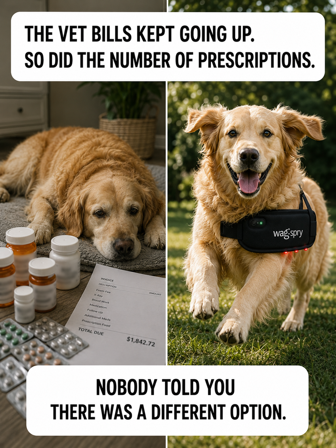 3 Reasons Your Dogs Medication Is Making Their Life Worse (and The Natural Solution That’s Closer Than You Think)