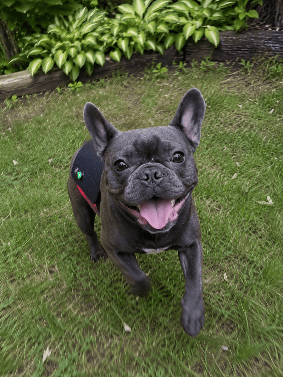 Bella