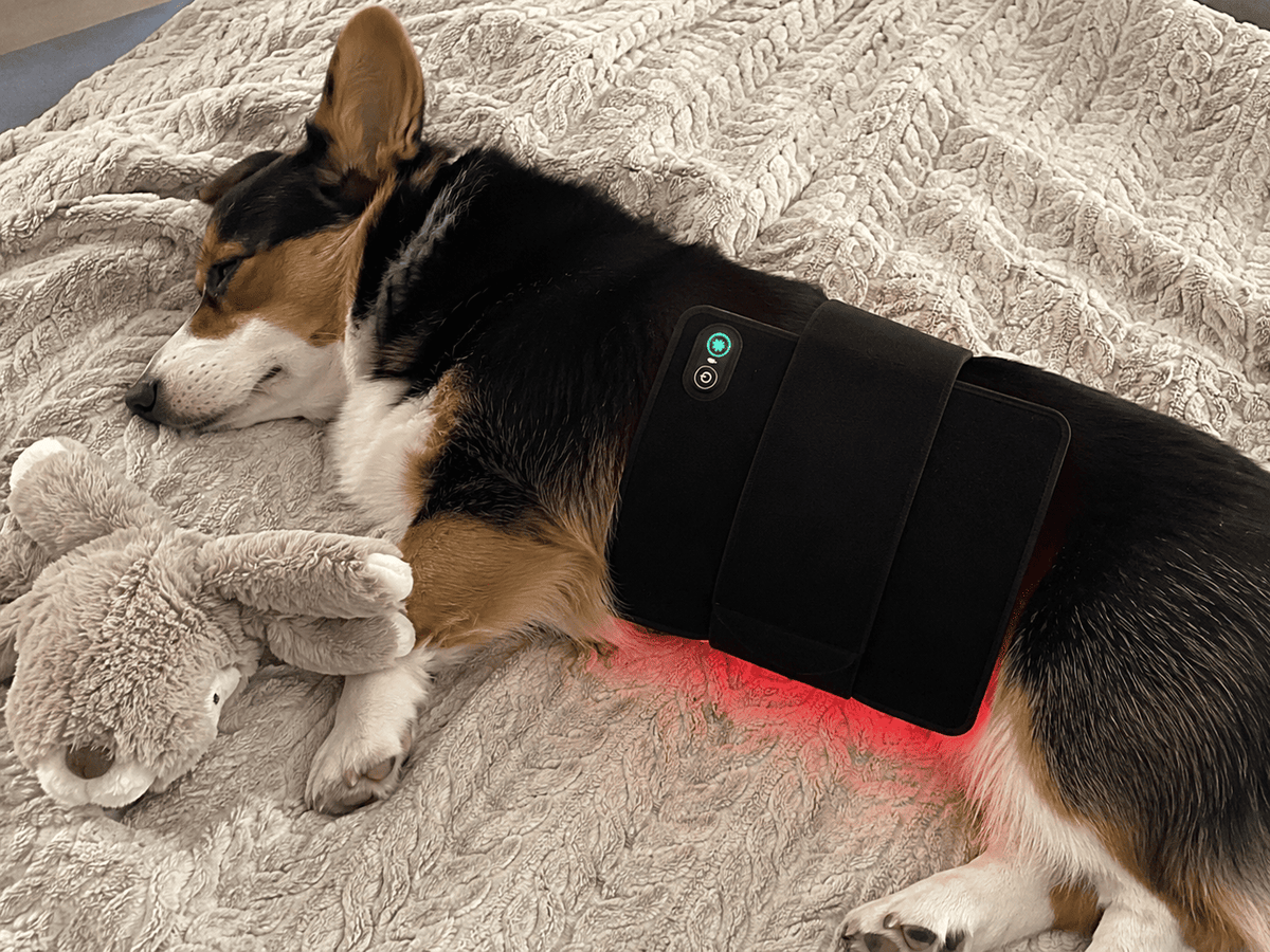 10 Reasons Dog Owners Everywhere Are Switching to a Wagspry Red Light Belt