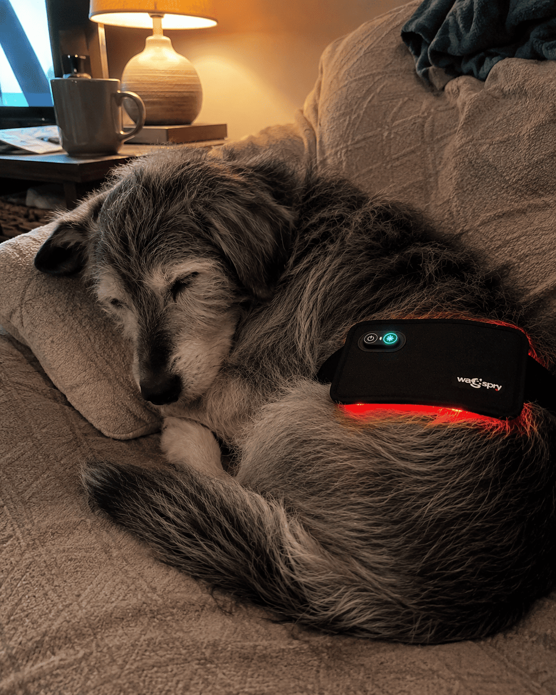Dog using the Wagspry belt