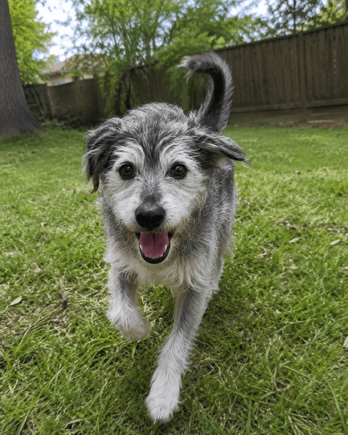 Dog using the Wagspry belt