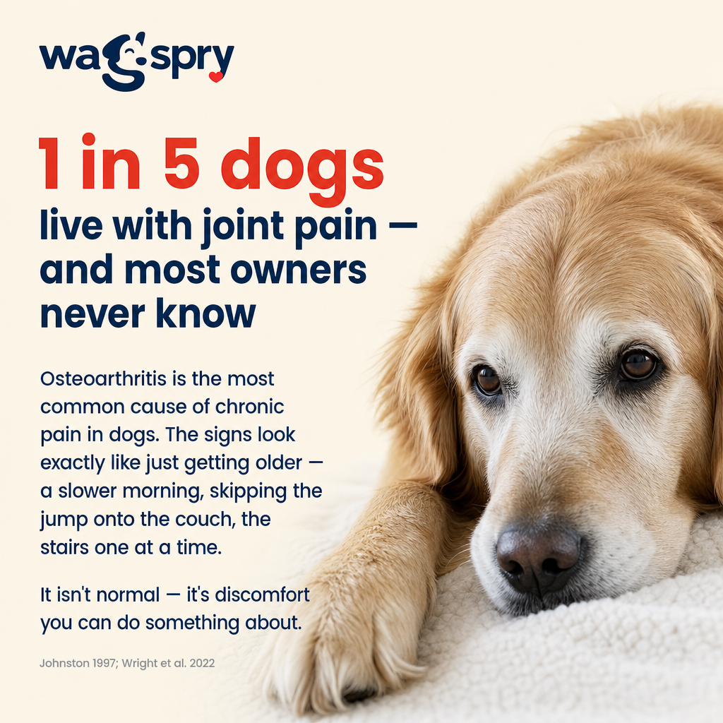 Wagspry Red Light Therapy Belt
